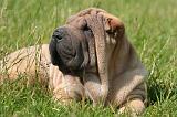 SHAR-PEI 932